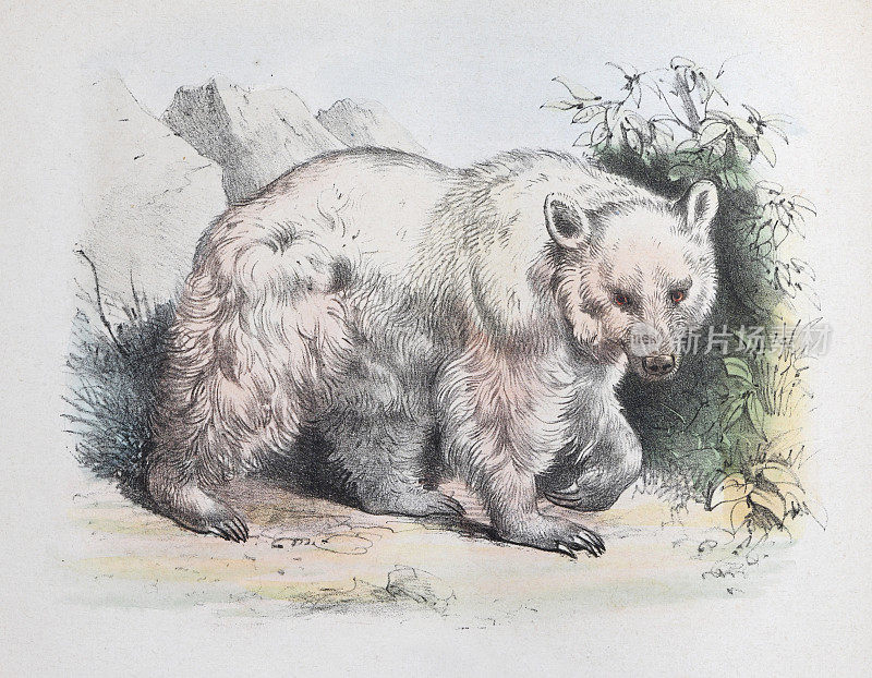 叙利亚棕熊(Ursus arctos叙利亚或Ursus arctos arctos) -复古彩色插图